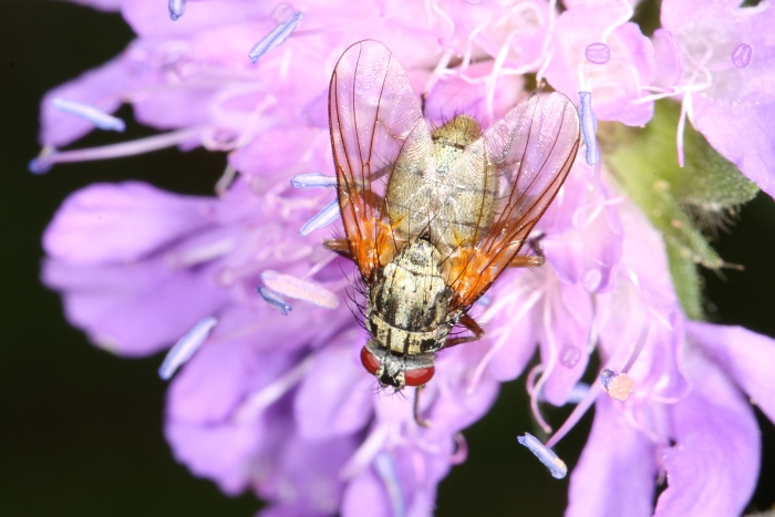 Macro chalet aout 2011 - 033